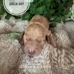 Baboon - Cream male Goldendoodle puppy in Harrisburg, Oregon from Dolly’s Doods