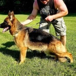 German Shepherds from von Bauernhöfe Bedard
