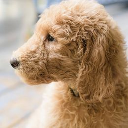 Poodles from Fitzgerald Standard Poodles