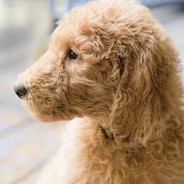 Poodles from Fitzgerald Standard Poodles