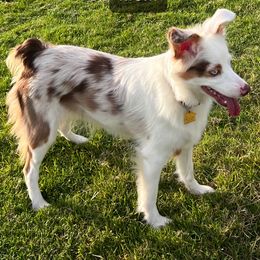 Miniature Australian Shepherd puppies from Akamai Miniature Australian Shepherds