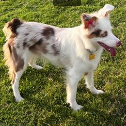 Miniature Australian Shepherd puppies from Akamai Miniature Australian Shepherds
