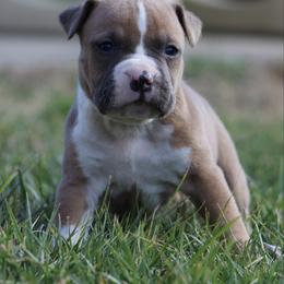Boomer - Blue fawn male American Staffordshire Terrier puppy in Guilford County, North Carolina from Explicit Kennel