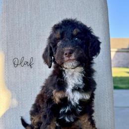 Olaf - Brown and white male Bernedoodle puppy in Owasso, Oklahoma from Kallams Bernedoodles & Bernese Mountain Dogs