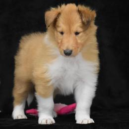 Jupiter - Sable merle and white male Collie puppy in Danville, Pennsylvania from Brookwood Collies, Smooth & Rough