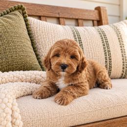 Wilder - Red  male Goldendoodle puppy in Floyd, Virginia from Hearts and Paws Poodles and Doodles
