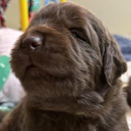 Gold Female - Brown female Newfoundland puppy in Pottstown, Pennsylvania from Latin of Course Newfoundlands