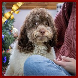 Clara - Brown and white female Cockapoo puppy in Connersville, Indiana from Deaz Doodle Ranch