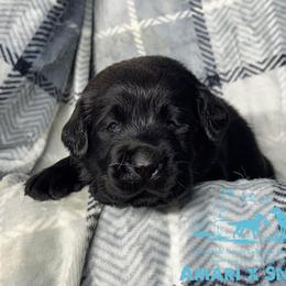 Blue - Black male Labrador Retriever puppy in Beaverdam, Virginia from Riverside Sunset Labrador Retrievers