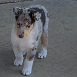 Kaleidoscope (Blue Girl 4) - Blue merle white and tan female Collie puppy in Nunn, Colorado from Kingsgift Collies