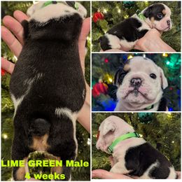 Bulldog Puppies from Hayzlett Family English Bulldogs