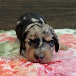 Clue - Dapple male Dachshund puppy in Dothan, Alabama from Little House Pups