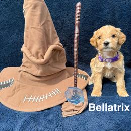 Bellatrix - Red  female Goldendoodle puppy in Conroe, Texas from Tails of Cypress