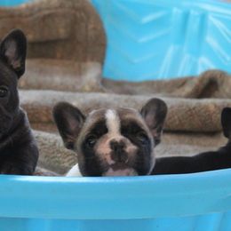 French Bulldog Puppies from Yukon Golden Retrievers and French Bulldogs