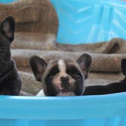 French Bulldog Puppies from Yukon Golden Retrievers and French Bulldogs