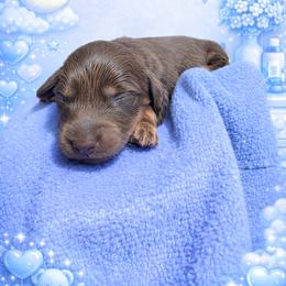 Copper - Chocolate and tan male Dachshund puppy in Los Angeles, California from One Love Doxies