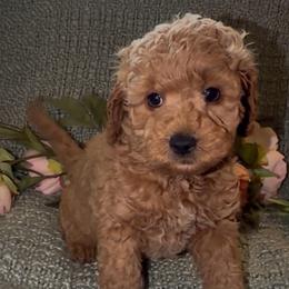 Dolly - Apricot female Goldendoodle puppy in Greenville, South Carolina from Law Doodles of SC
