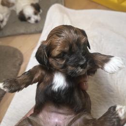 Clove - Red brindle female Havanese puppy in Chaska, Minnesota from Happy Paws Havanese