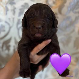California - Brown female Newfoundland puppy in New Paris, Ohio from Beatty Newfies