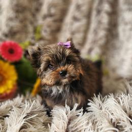 Malibu - Gold female Yorkshire Terrier puppy in Dallas, North Carolina from Mandy's Miracles