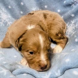 Butterscotch - Red merle male Miniature American Shepherd puppy in Goldendale, Washington from Amulet Charm