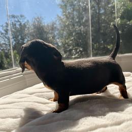 Moonlight - Black and tan male Dachshund puppy in San Diego, California from Enchantables