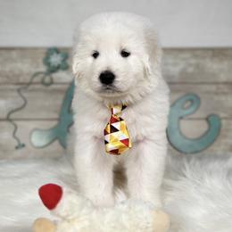 Tundra - White female Maremma Sheepdog puppy in Conway, Missouri from 2J 2K Border Collies | Maremma Sheepdogs