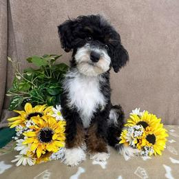Love Bug - female Australian Mountain Doodle puppy in Seymour, Missouri from D and D’s Dandy Doodles
