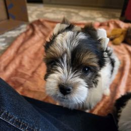 Marley (Girl 2) - Black tan and white female Biewer Terrier puppy in El Paso, Texas from De La Rosa Biewers