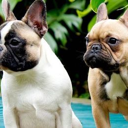 French Bulldogs from FrenchiesPupMiami