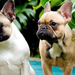 French Bulldogs from FrenchiesPupMiami