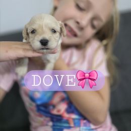 Dove - female Cavapoochon puppy in Whitehouse, Texas from Cavapoochon Central