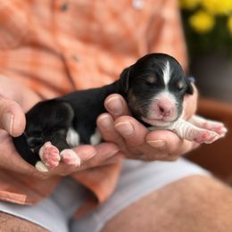 Bernedoodle puppies from Elevated Standards NC