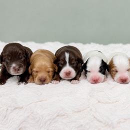 Australian Labradoodle puppies from Dawson & Daryn's Royal Companions