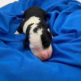 Minnie - Black and white female Sheepadoodle puppy in Willacoochee, Georgia from Kitandkboodle's Doodles