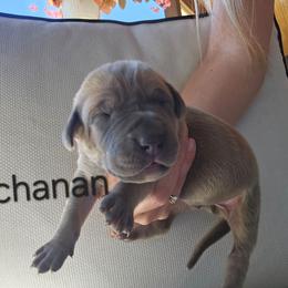 Buchanan - Blue male Great Dane puppy in Grass Lake, Michigan from Harrison Danes