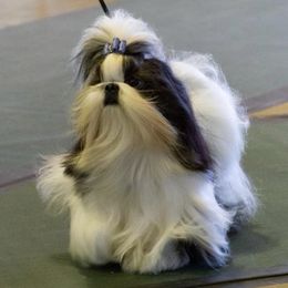 Shih Tzus from A Moment In Time Shih Tzu
