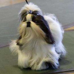 Shih Tzus from A Moment In Time Shih Tzu