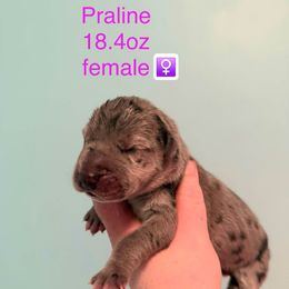 Praline - Merle female Great Dane puppy in Bay Shore, New York from Gentle Giant Companions