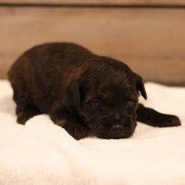 Justice - Red female Whoodle puppy in West Bend, Iowa from Blue Skies Terriers