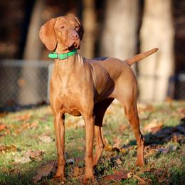 Ophelia - Vizsla