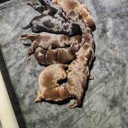 Chocolate male 1 - Chocolate male Labrador Retriever puppy in Clayton, Washington from Full House Ranch Labradors