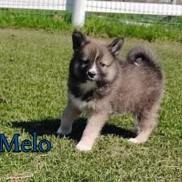 Melo - male Nenets Herding Laika puppy in Rockville, Maryland from Skais the Limit