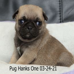 Pug Puppies from Bradley's Pugs