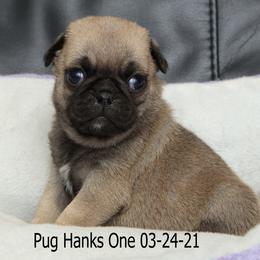 Pug Puppies from Bradley's Pugs