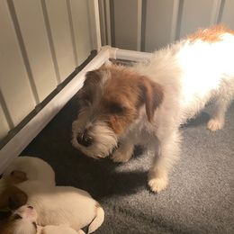 BICS DAUGHTER - Russell Terrier