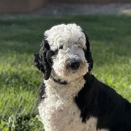 Georgie - Sheepadoodle