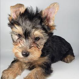 Red collar boy - Black and tan male Yorkshire Terrier puppy in Jacksonville, Florida from Yorkieology