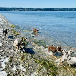 Miniature Australian Shepherd Puppies from Iris’ Island Oasis