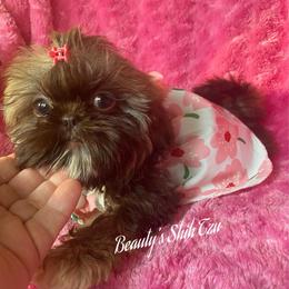 Latte- New pics and videos - Liver and white female Shih Tzu puppy in Lawrenceville, Georgia from Beauty's Shih Tzu (Georgia)